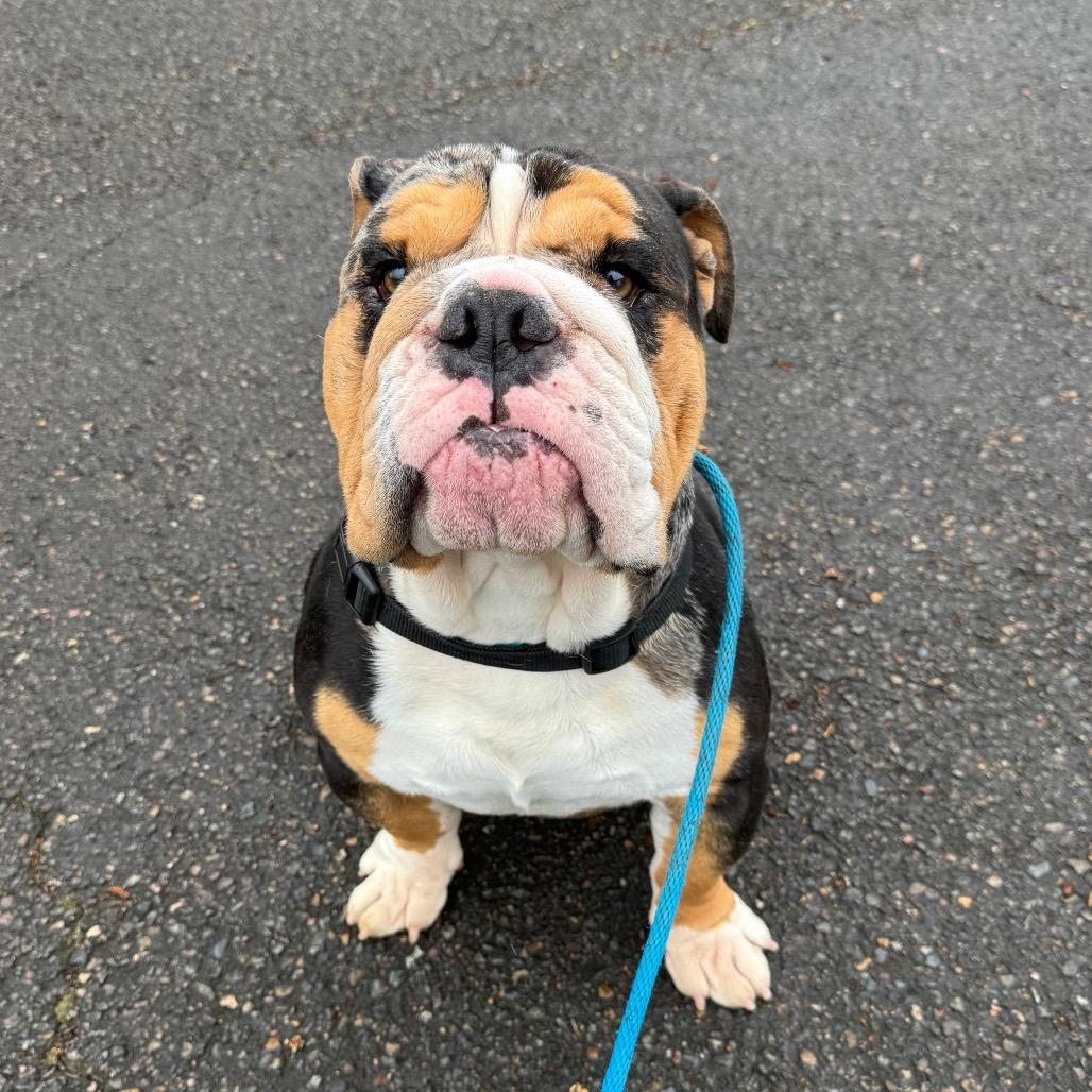 Enlarge Mickey, a Adoptable English Bulldog in Newberg, OR image 3/6