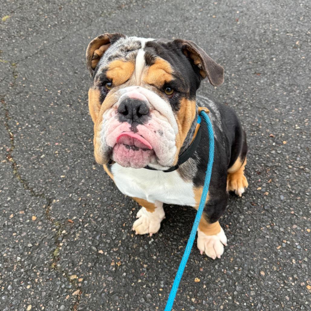 Enlarge Mickey, a Adoptable English Bulldog in Newberg, OR image 4/6