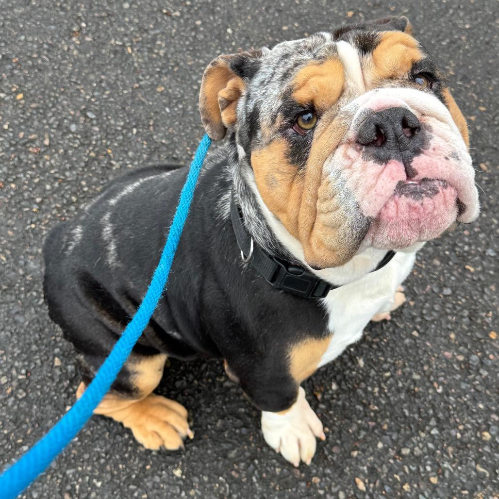 Enlarge Mickey, a Adoptable English Bulldog in Newberg, OR image 5/6
