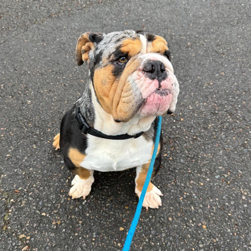 Enlarge Mickey, a Adoptable English Bulldog in Newberg, OR image 6/6