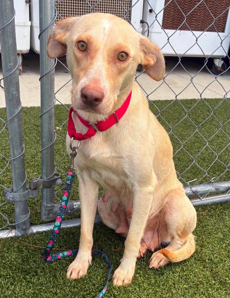 Enlarge Koko (Mom of Kx5), a Adoptable mixed breed in Hartsville, SC image 1/4