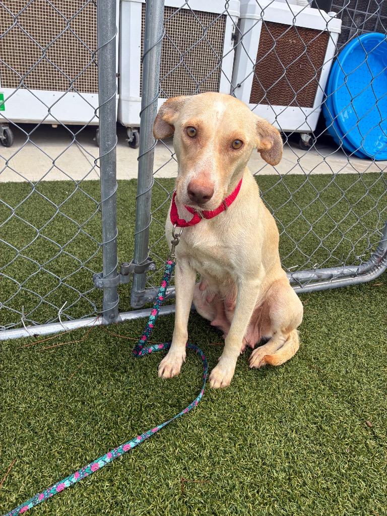 Enlarge Koko (Mom of Kx5), a Adoptable mixed breed in Hartsville, SC image 2/4