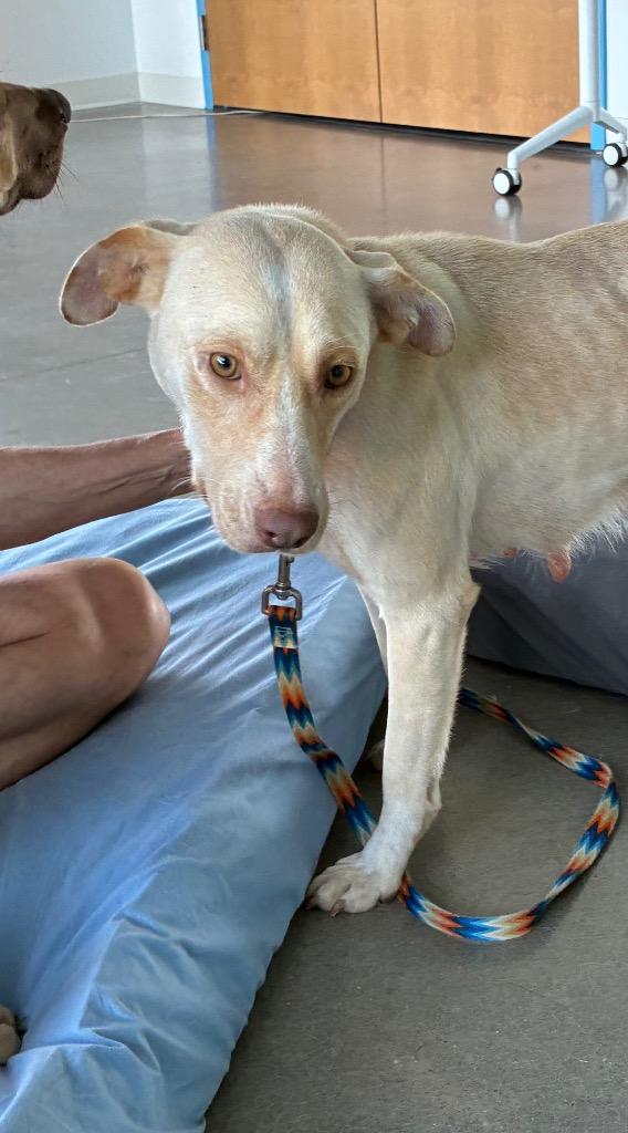 Enlarge Koko (Mom of Kx5), a Adoptable mixed breed in Hartsville, SC image 3/4