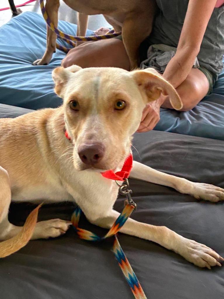 Enlarge Koko (Mom of Kx5), a Adoptable mixed breed in Hartsville, SC image 4/4