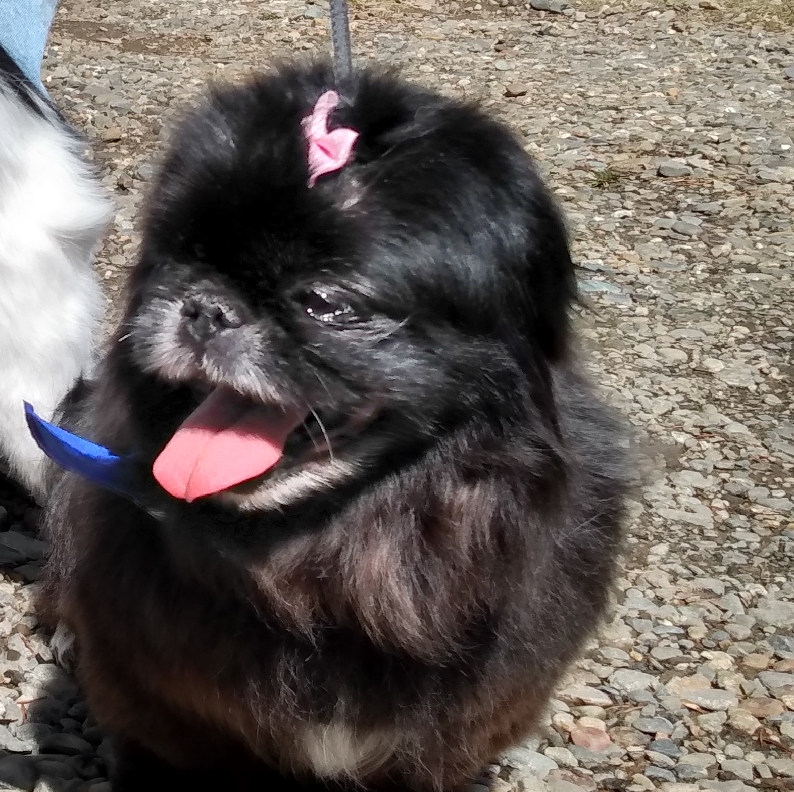 -Lexi in Maine (bonded to Yoshi), a Adoptable Pekingese in Augusta, ME image 2/6