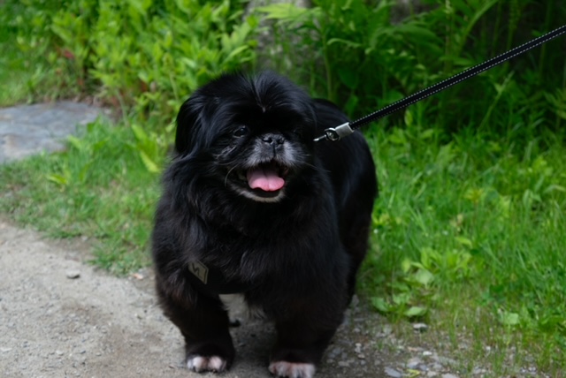 -Lexi in Maine (bonded to Yoshi), a Adoptable Pekingese in Augusta, ME image 3/6