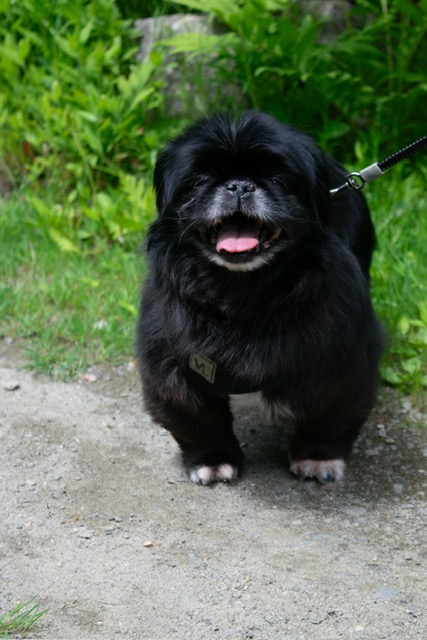 -Lexi in Maine (bonded to Yoshi), a Adoptable Pekingese in Augusta, ME image 6/6