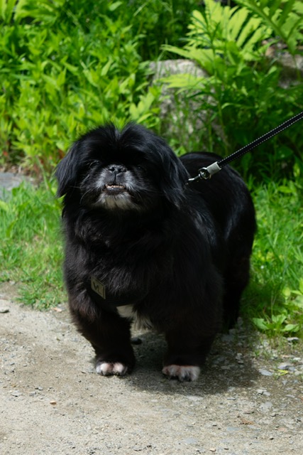 -Lexi in Maine (bonded to Yoshi), a Adoptable Pekingese in Augusta, ME image 5/6