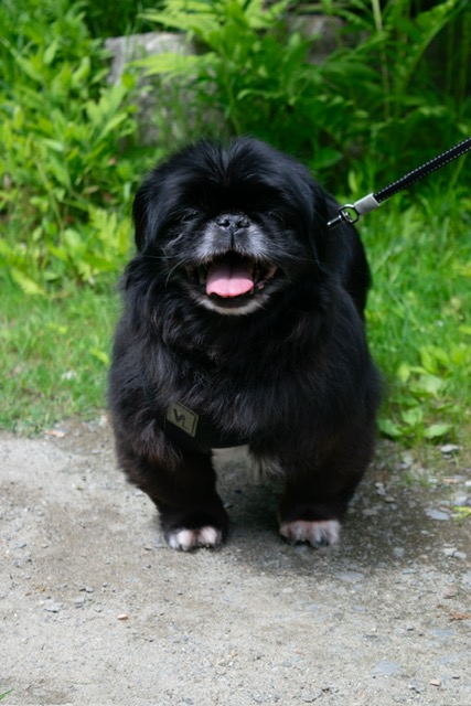-Lexi in Maine (bonded to Yoshi), Adoptable, Senior Female Pekingese.