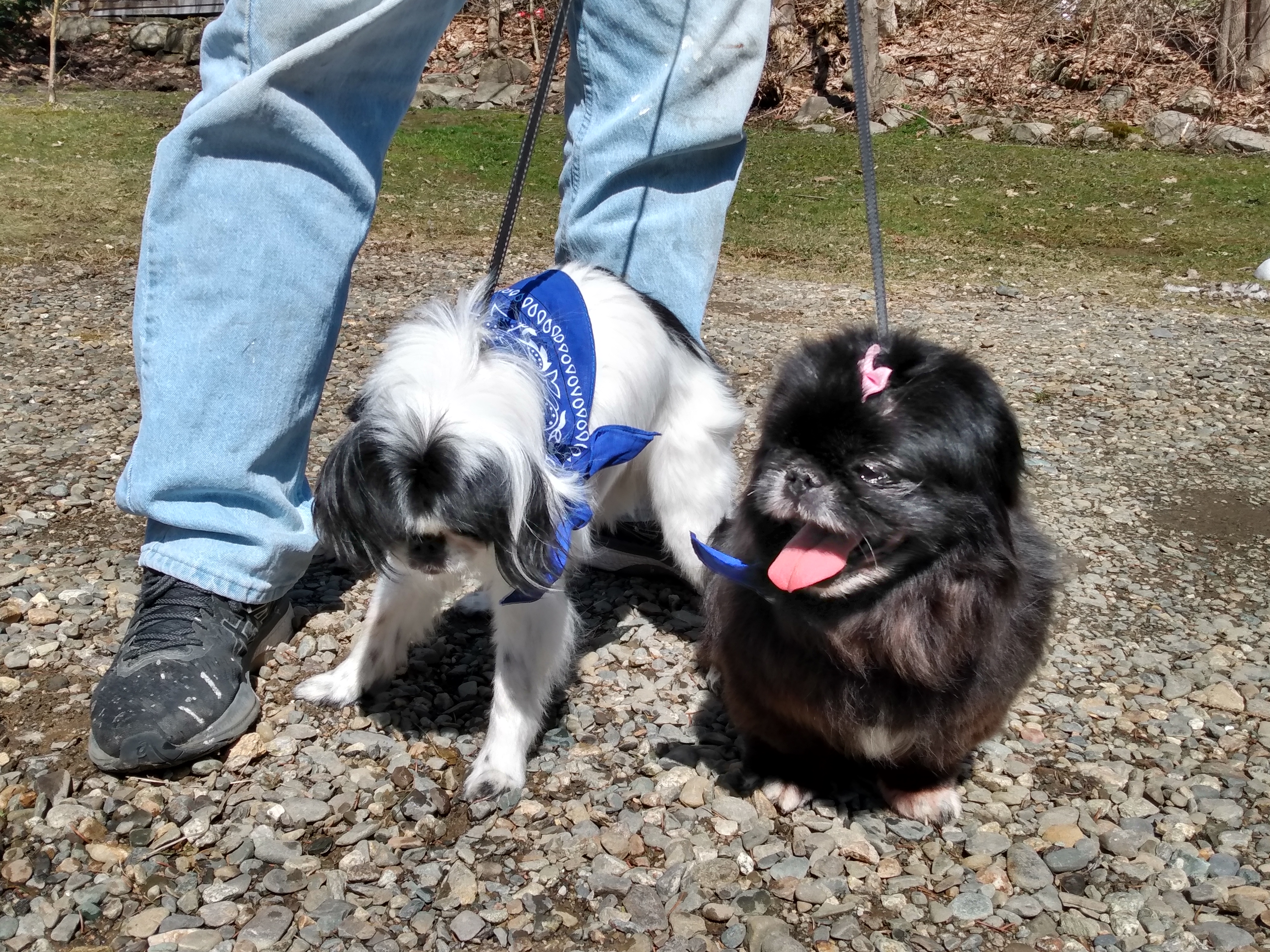 -Lexi in Maine (bonded to Yoshi), a Adoptable Pekingese in Augusta, ME image 4/6