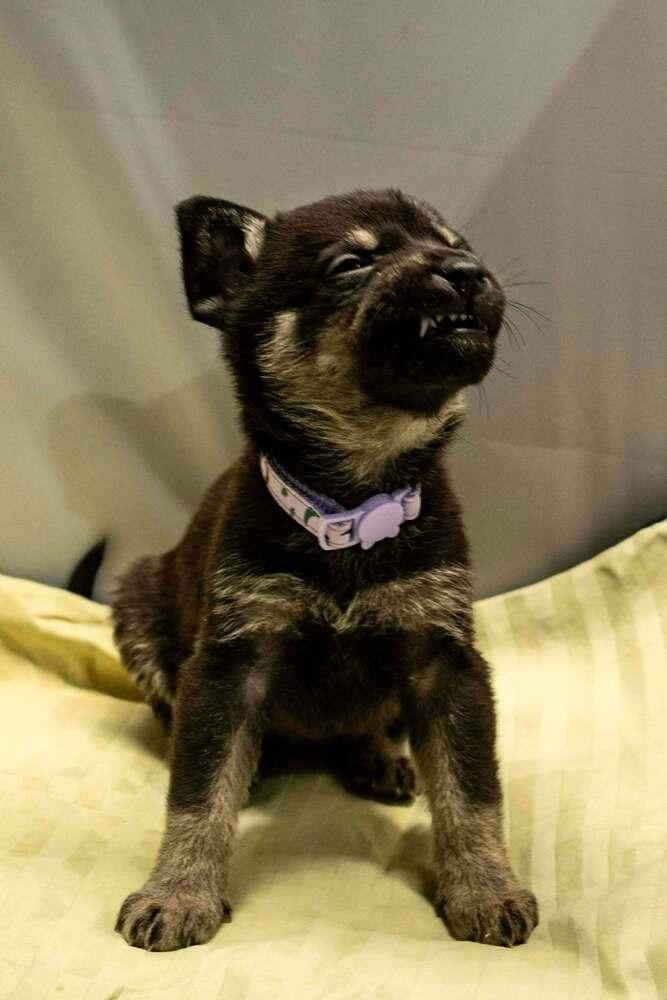 Cali Litter  Carly thumbnail 4