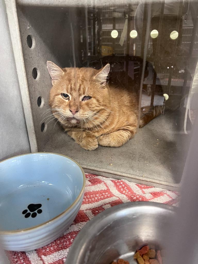 Enlarge Sorbet  (Sor-Bit) *Working Cat*, a ADOPTABLE Domestic Short Hair in Berryville, VA image 1/1