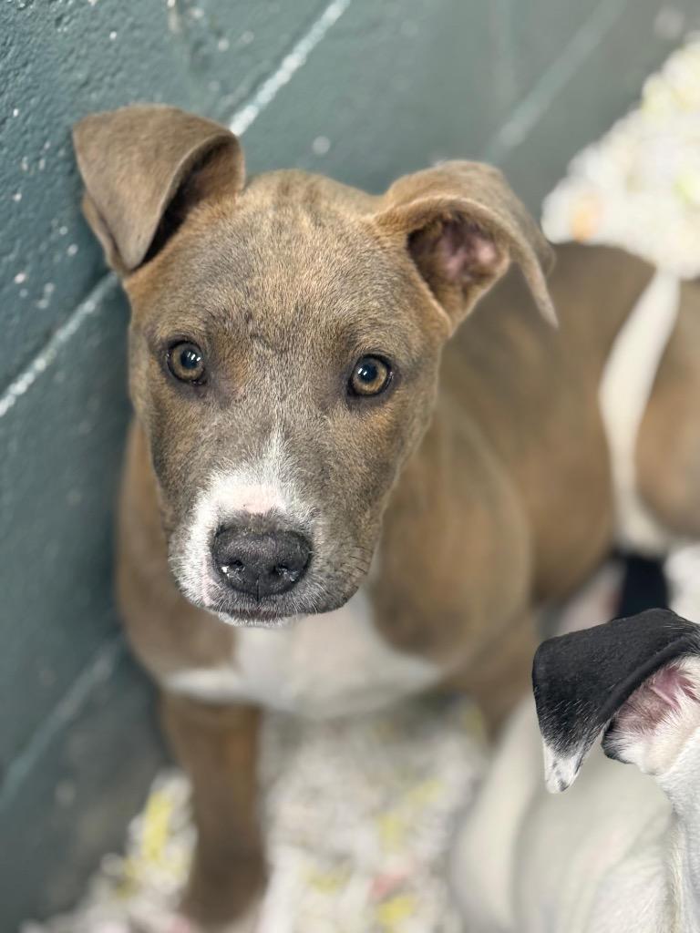 Bennett, Adoptable, Puppy Male Mixed Breed.