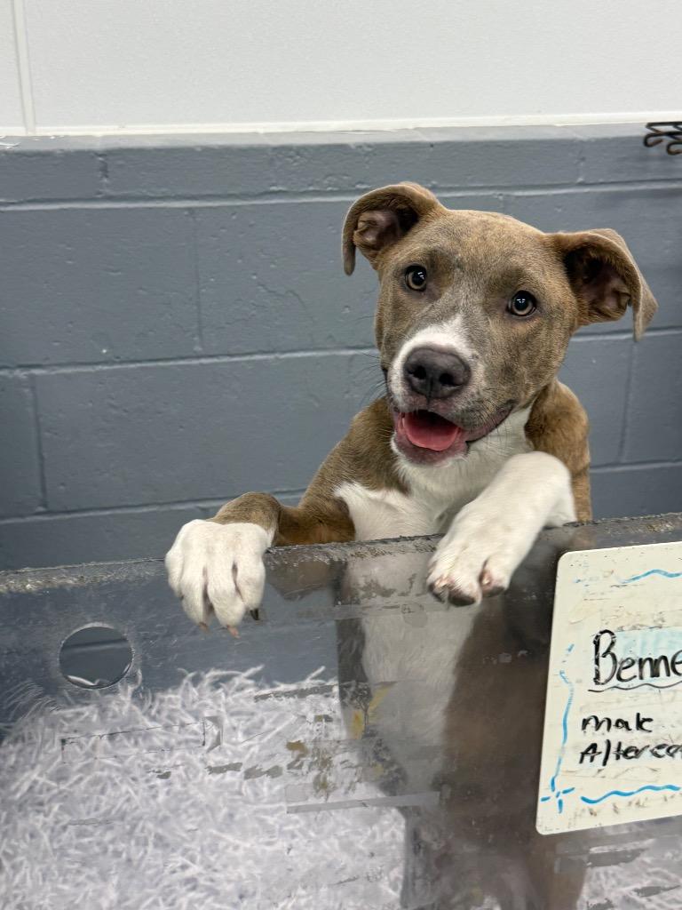 Enlarge Bennett IN FOSTER, a Adoptable Mixed Breed in Danielsville, GA image 2/6