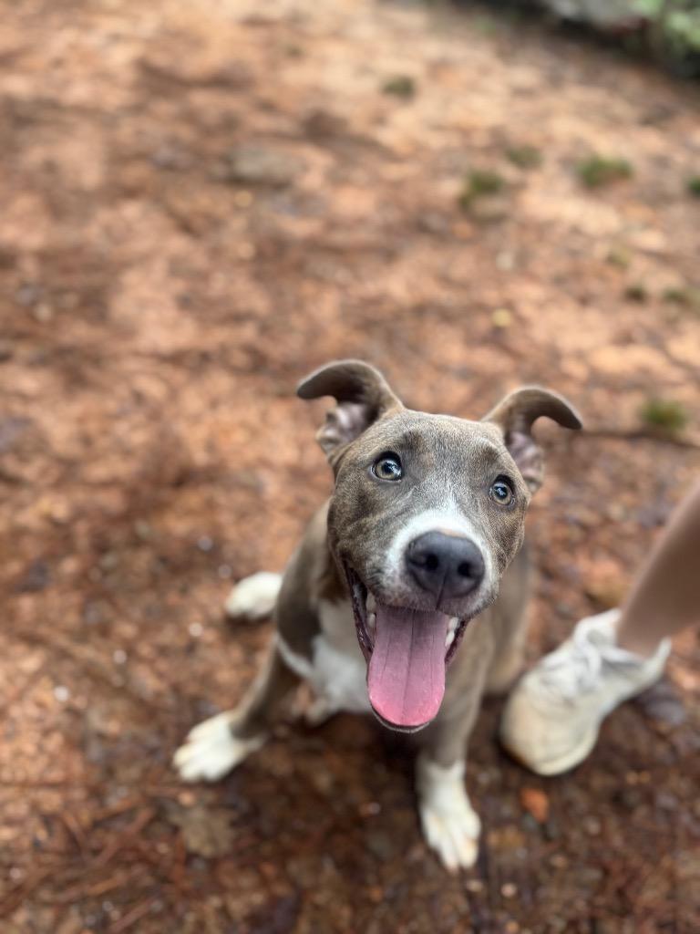 Enlarge Bennett IN FOSTER, a Adoptable Mixed Breed in Danielsville, GA image 3/6