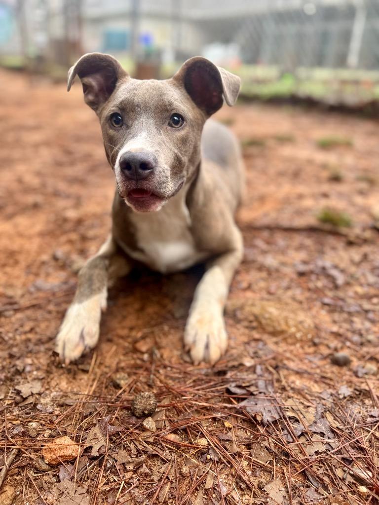 Enlarge Bennett IN FOSTER, a Adoptable Mixed Breed in Danielsville, GA image 4/6