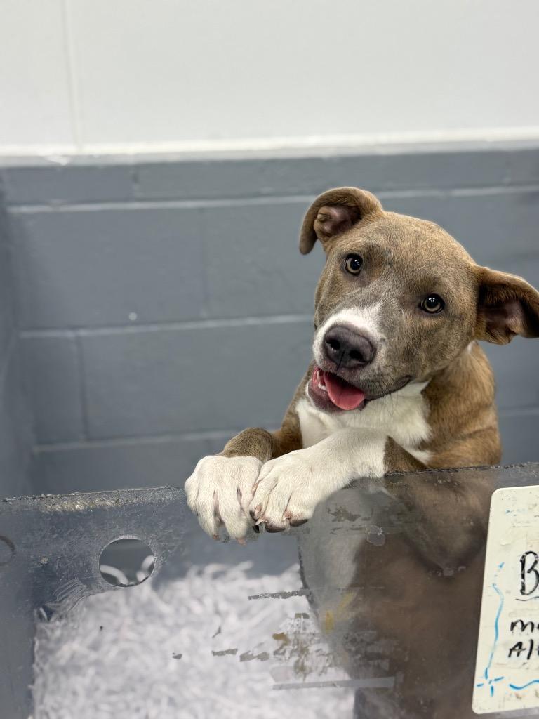 Enlarge Bennett IN FOSTER, a Adoptable Mixed Breed in Danielsville, GA image 6/6