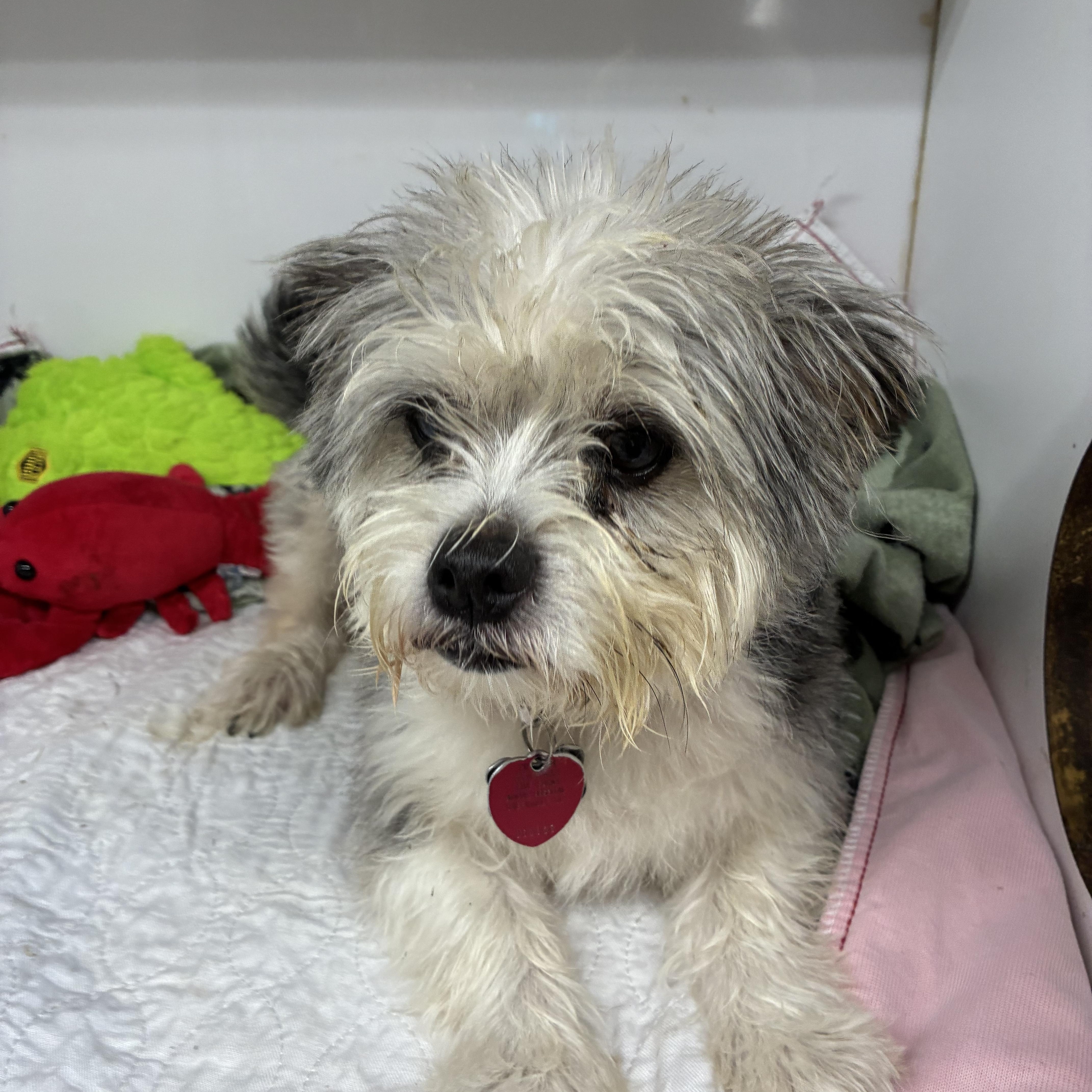 Enlarge Tucker, a Adoptable Terrier in Woodruff, SC image 3/6