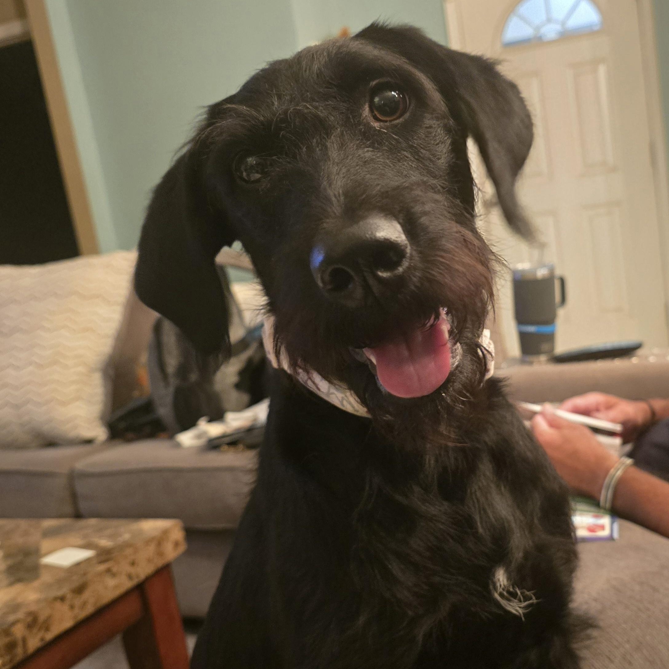 Pepper, adopted, Young Female Schnauzer & Black Labrador Retriever.