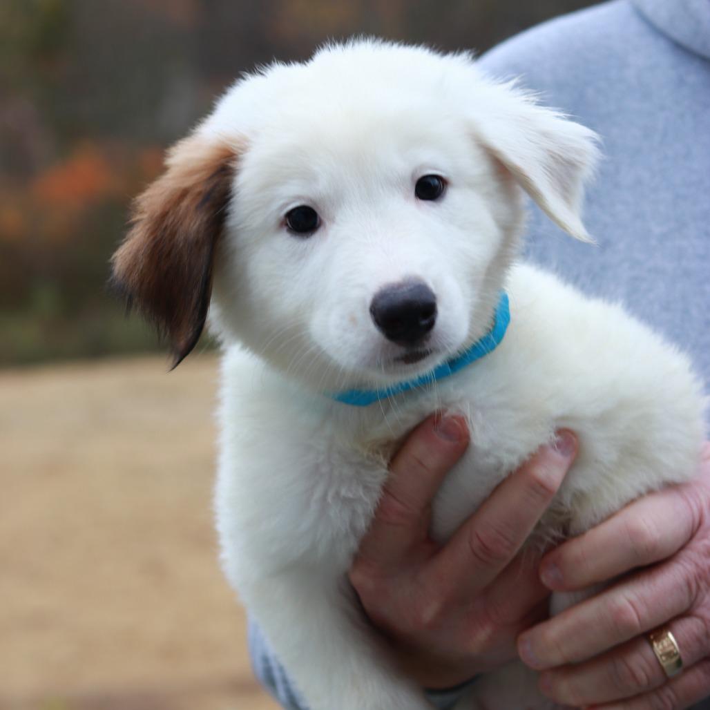 Enlarge CT Moss avail Oct 24 (Scarecrow Festival- Somers, CT), a Adoptable Australian Shepherd in Stormville, NY image 1/4