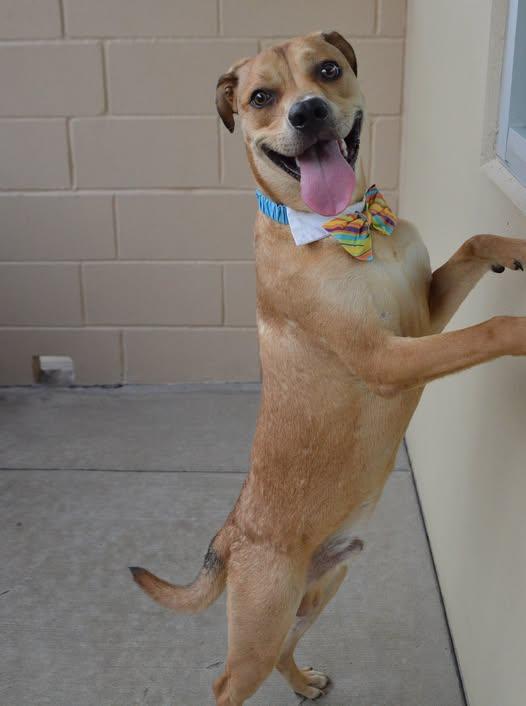 Enlarge Banana, a Adoptable Mixed Breed in McKinney, TX image 1/3