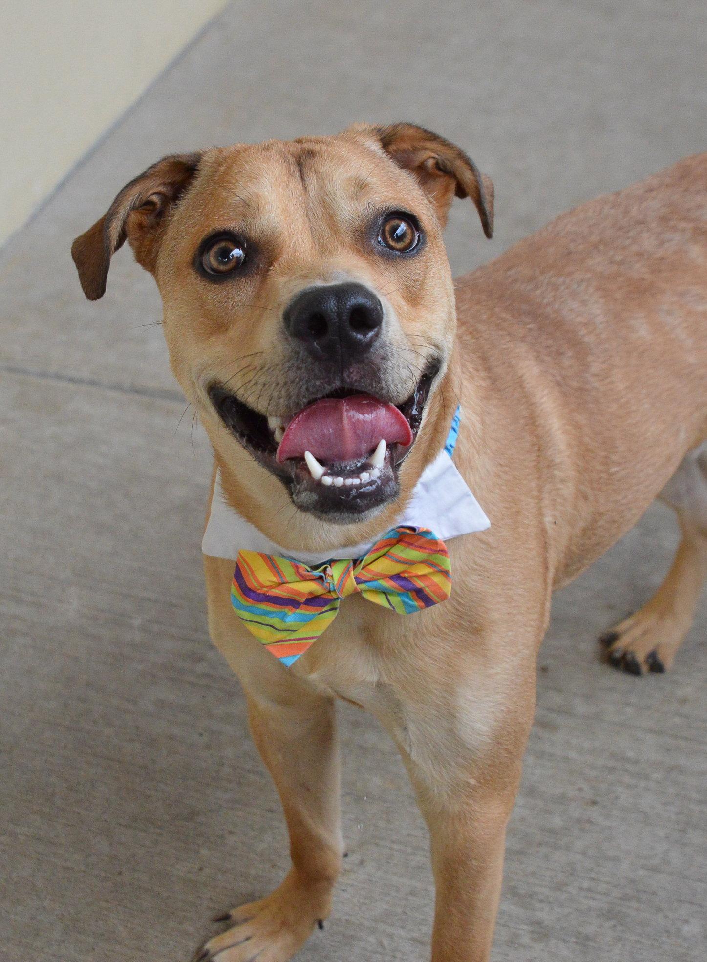 Enlarge Banana, a Adoptable Mixed Breed in McKinney, TX image 2/3