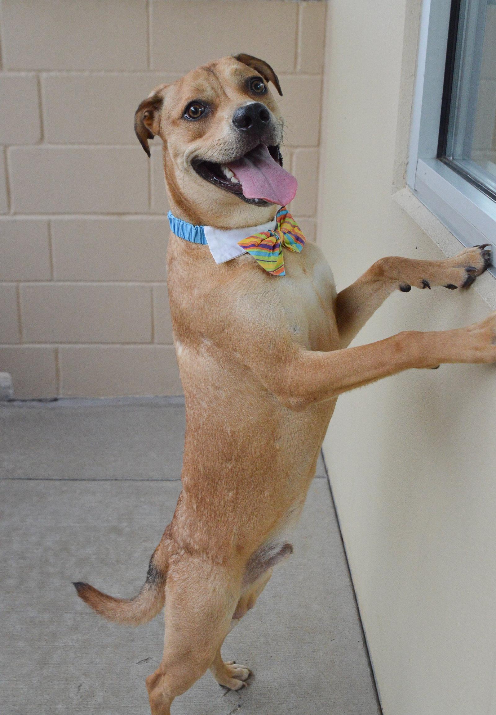 Enlarge Banana, a Adoptable Mixed Breed in McKinney, TX image 3/3
