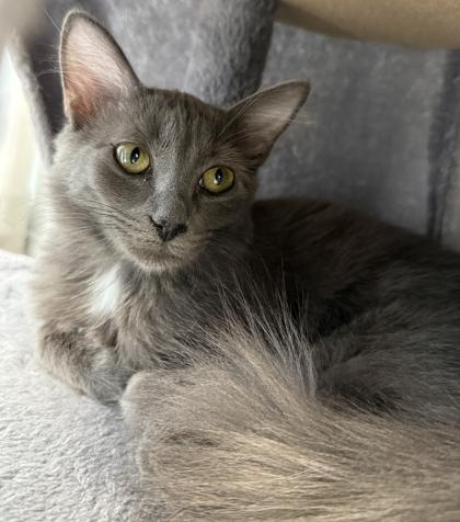 Enlarge Binx, a Adoptable mixed breed in Venice, FL image 1/3