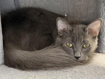 Enlarge Binx, a Adoptable mixed breed in Venice, FL image 2/3