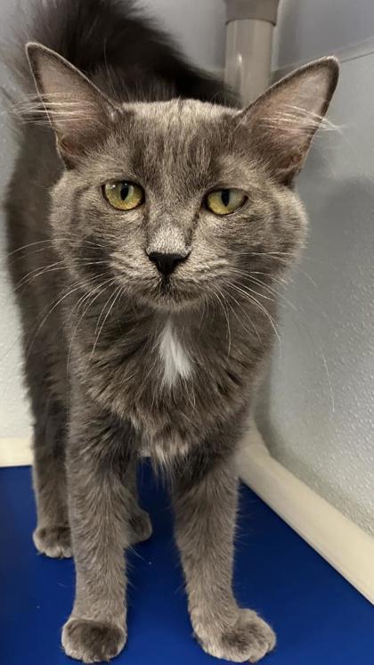 Enlarge Binx, a Adoptable mixed breed in Venice, FL image 3/3