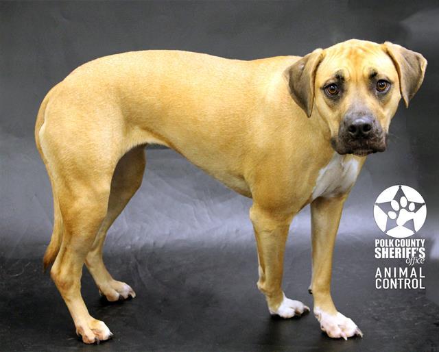 CINNAMON, Adoptable, Adult Female Boxer & Mixed Breed.
