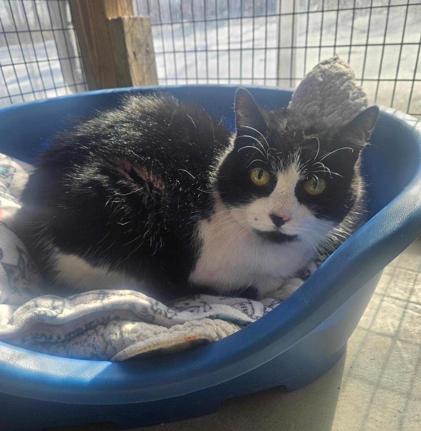 Meadow, Adult Female Tuxedo