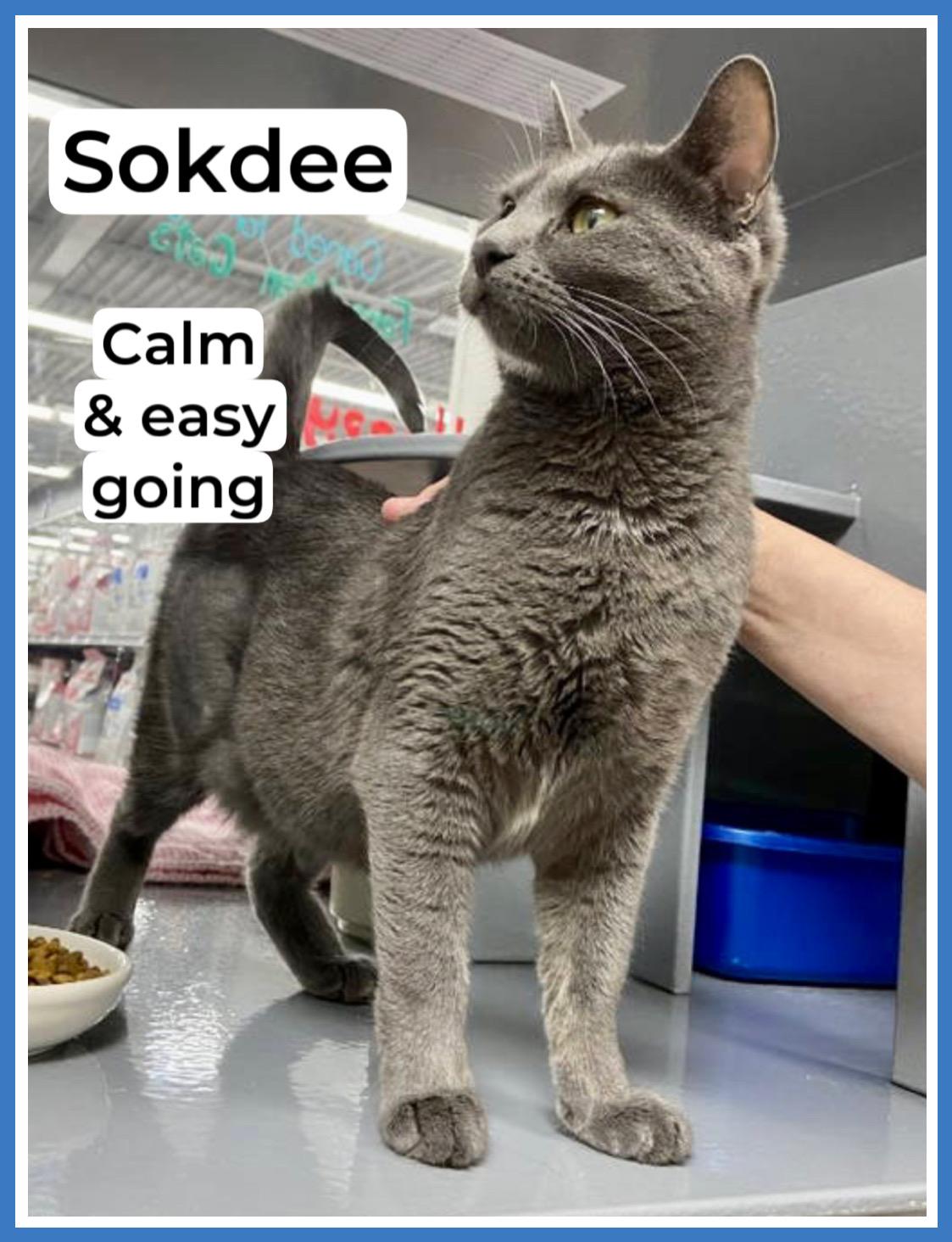 Forgotten Cats Trainer Pa: Unveiling Hidden Expertise