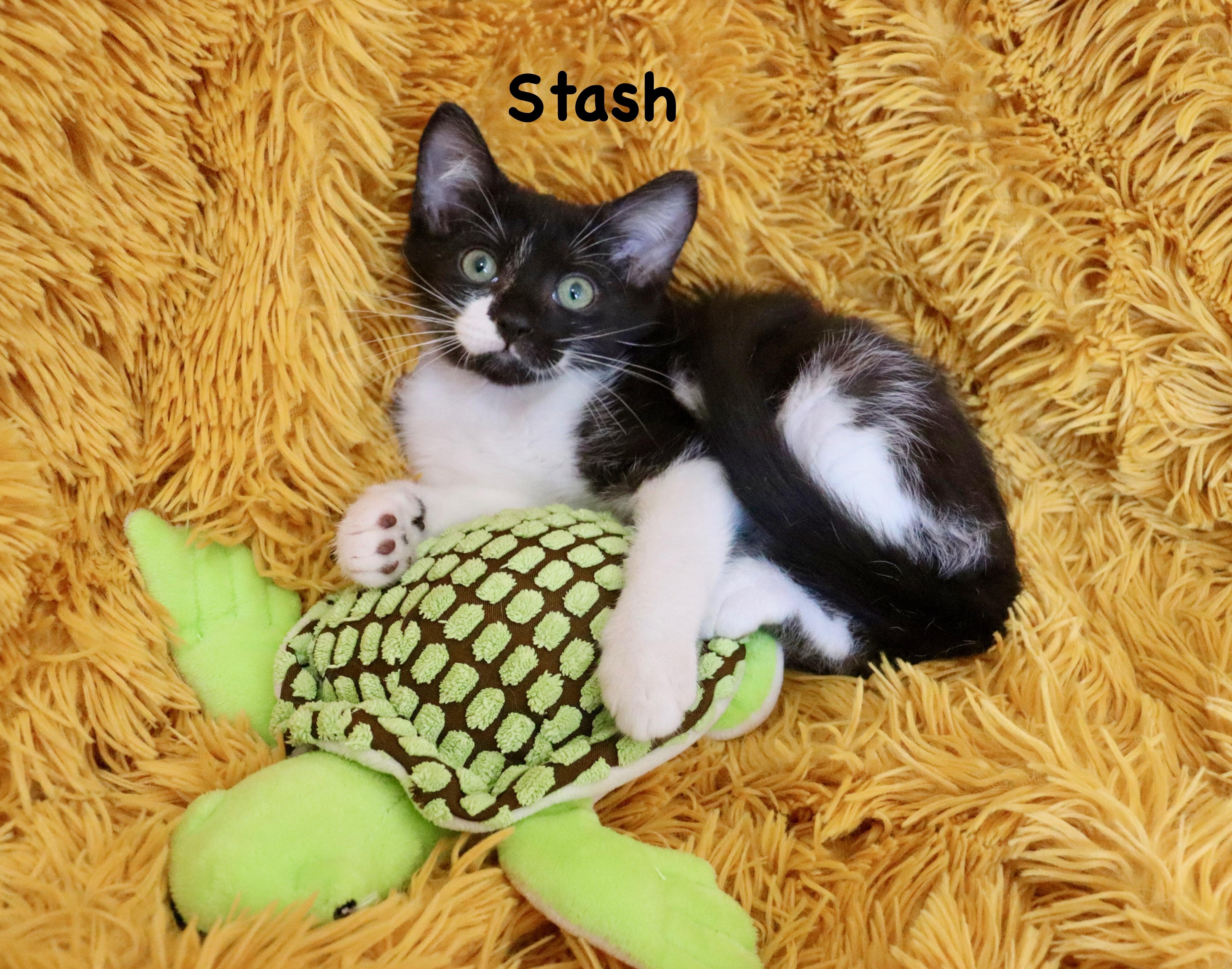 Stash, adopted, Kitten Male Tuxedo.