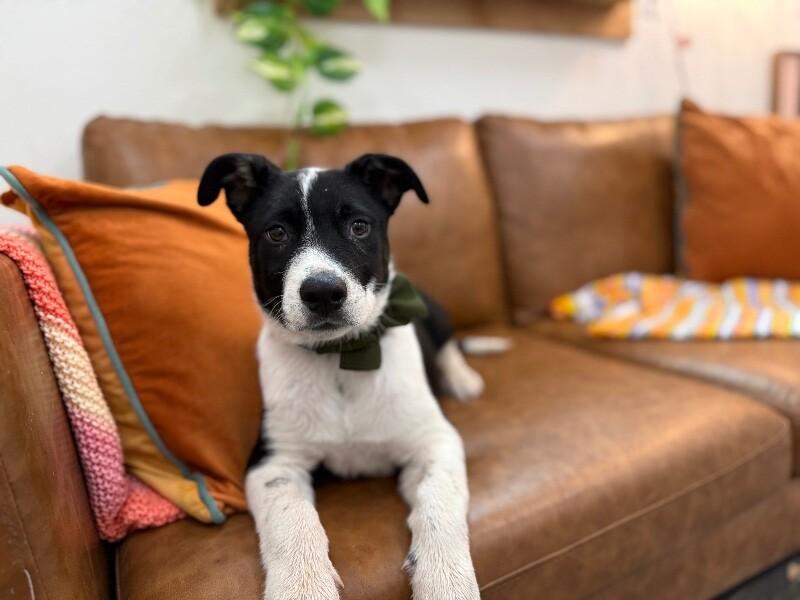 Jaxson happy-go-lucky mcsnugglepants — thumbnail 2