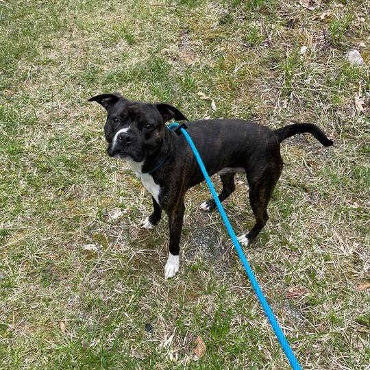 Saco, Adoptable, Young Male Mixed Breed.