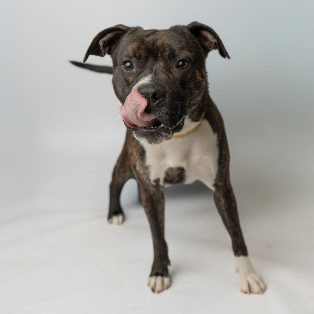 Saco, a Adoptable Mixed Breed in Enfield, NH image 1/4