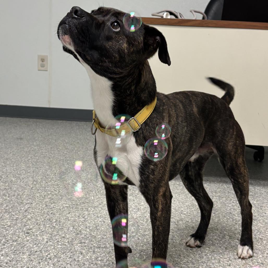Saco, a Adoptable Mixed Breed in Enfield, NH image 2/5