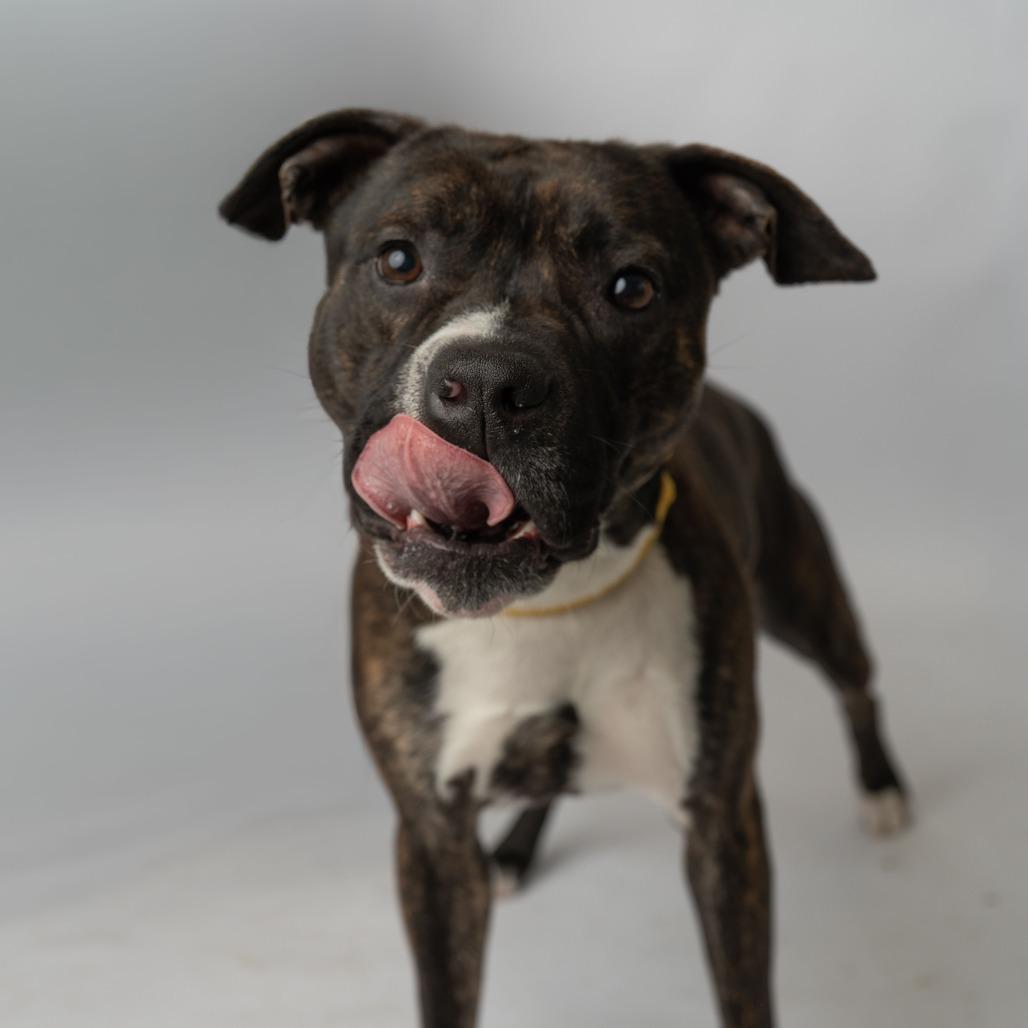 Saco, a Adoptable Mixed Breed in Enfield, NH image 2/4