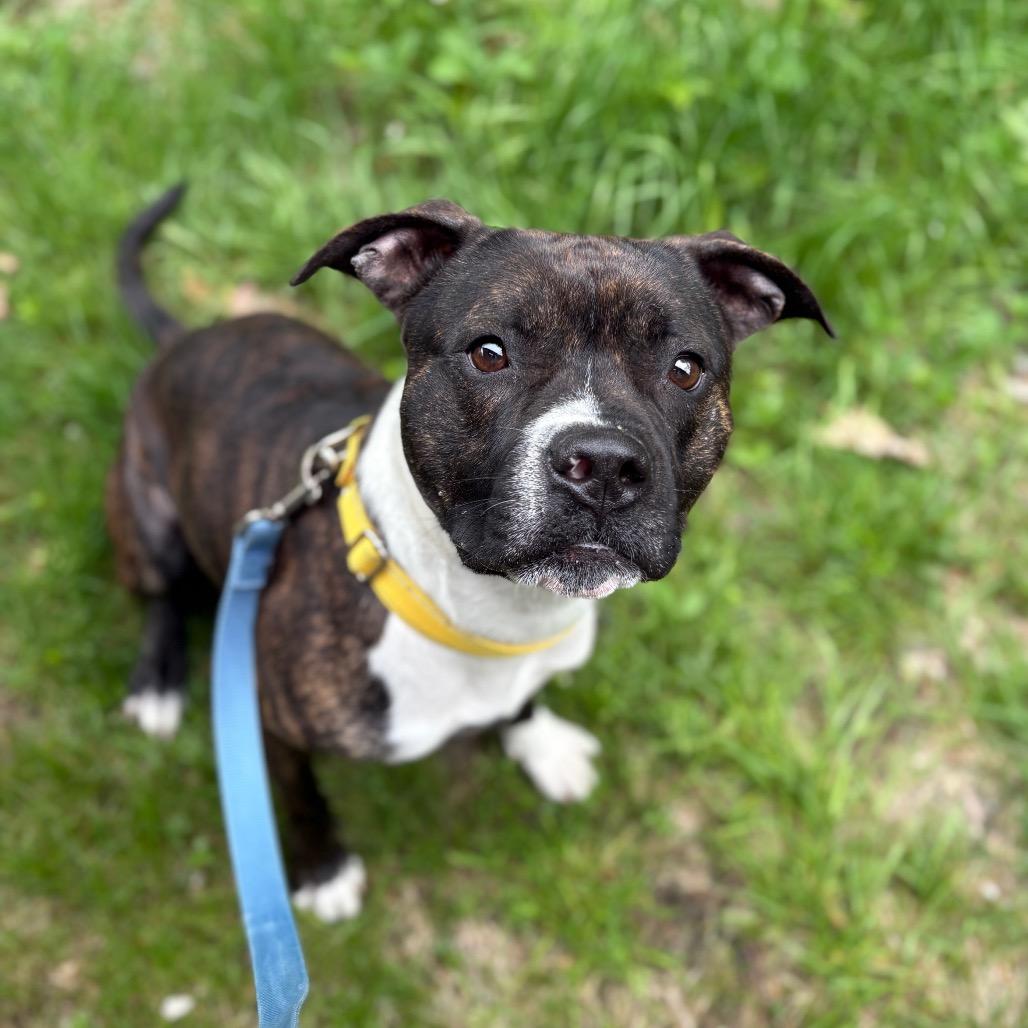 Saco, a Adoptable Mixed Breed in Enfield, NH image 2/2
