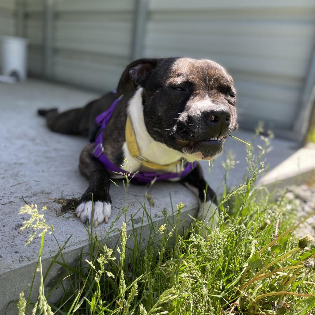 Saco, a Adoptable Mixed Breed in Enfield, NH image 4/4