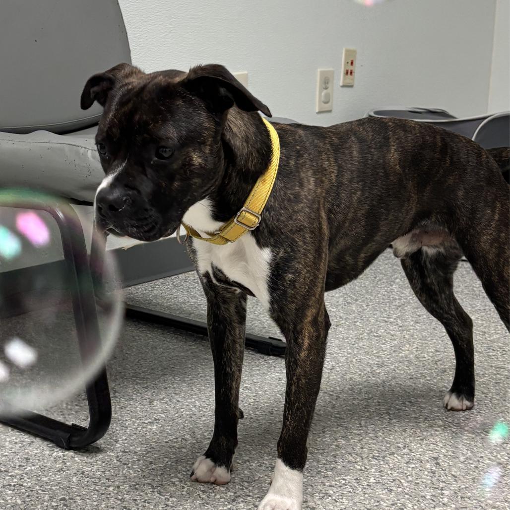 Saco, a Adoptable Mixed Breed in Enfield, NH image 5/5