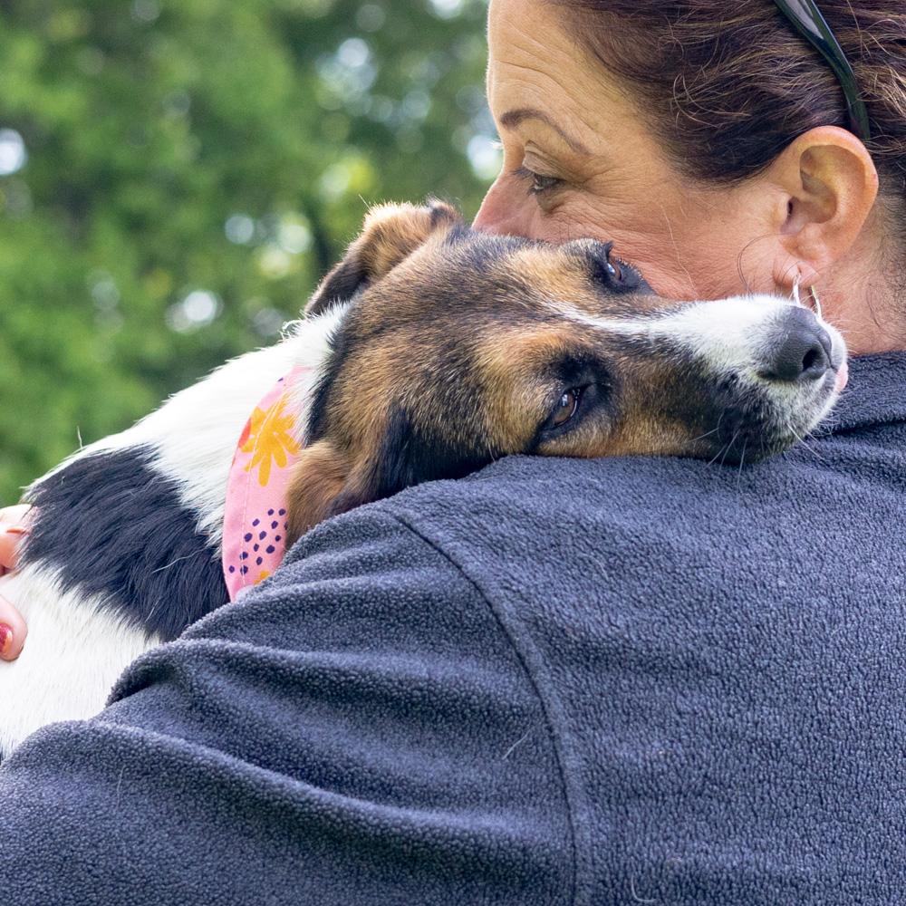 Enlarge Rosie (Female), an adopted mixed breed in West Grove, PA image 6/6