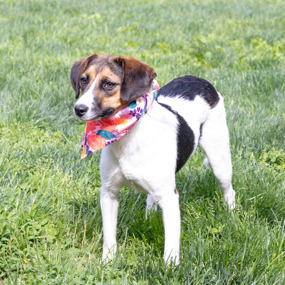 Rosie (Female), adopted, Young Female Beagle.