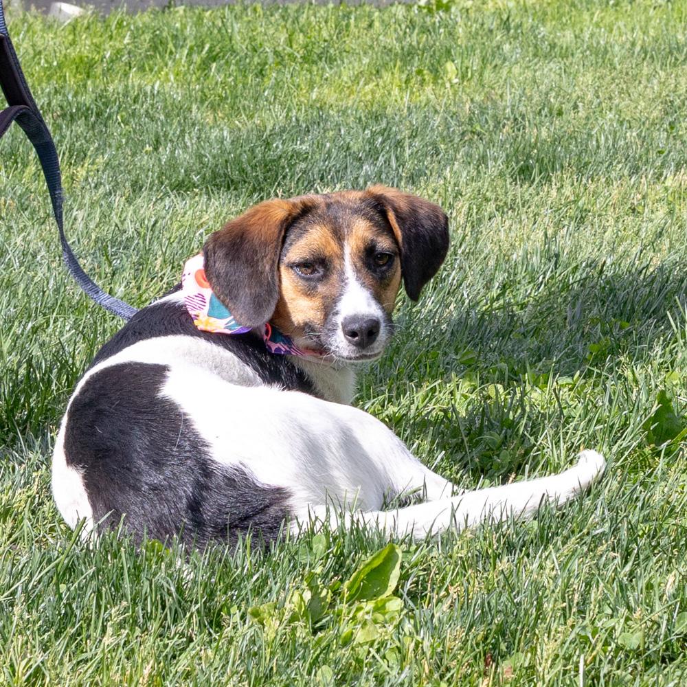 Enlarge Rosie (Female), an adopted mixed breed in West Grove, PA image 3/6