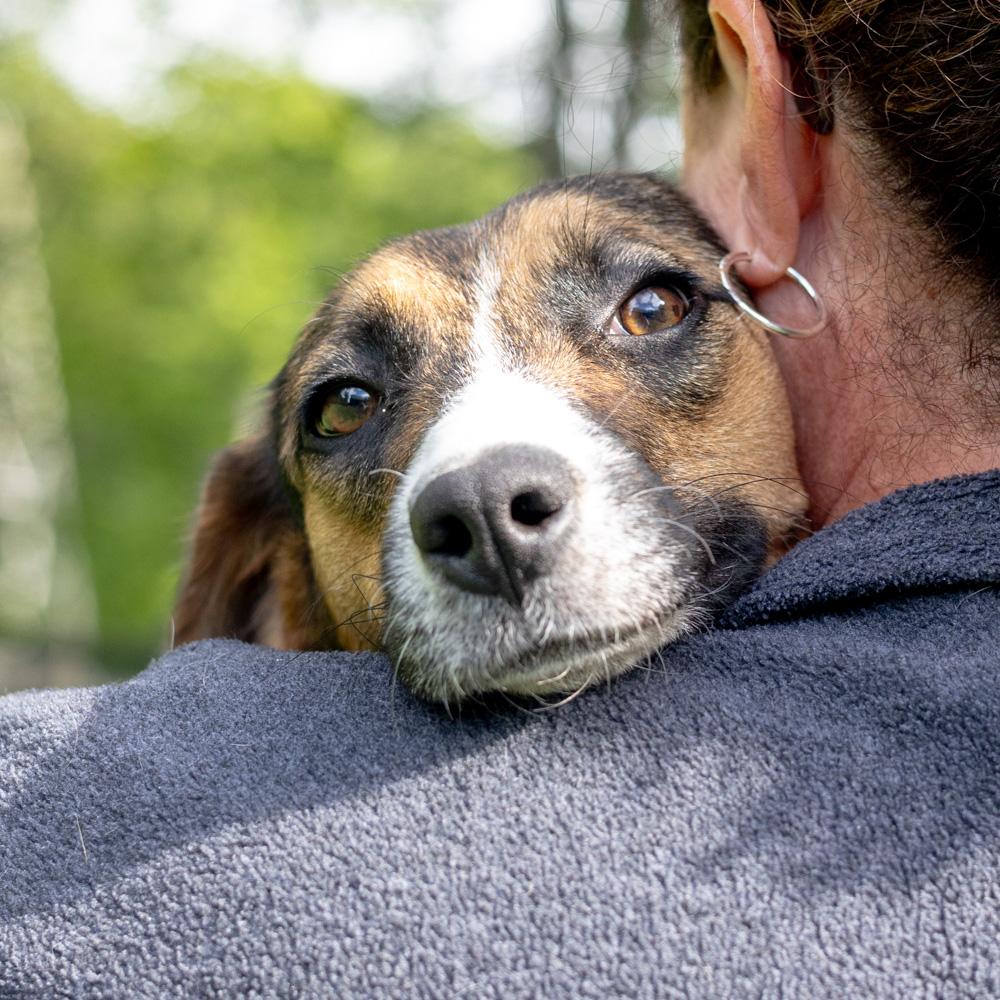 Enlarge Rosie (Female), an adopted mixed breed in West Grove, PA image 4/6