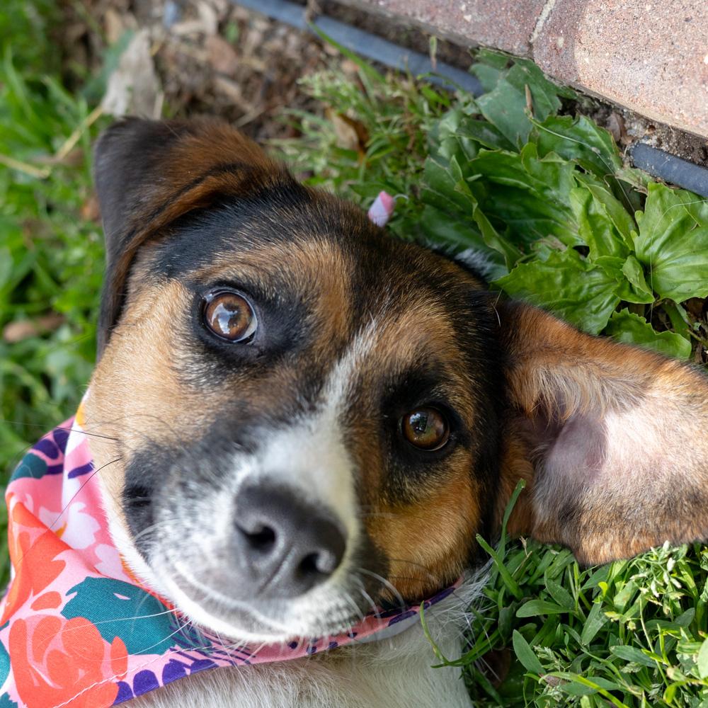 Enlarge Rosie (Female), an adopted mixed breed in West Grove, PA image 2/6
