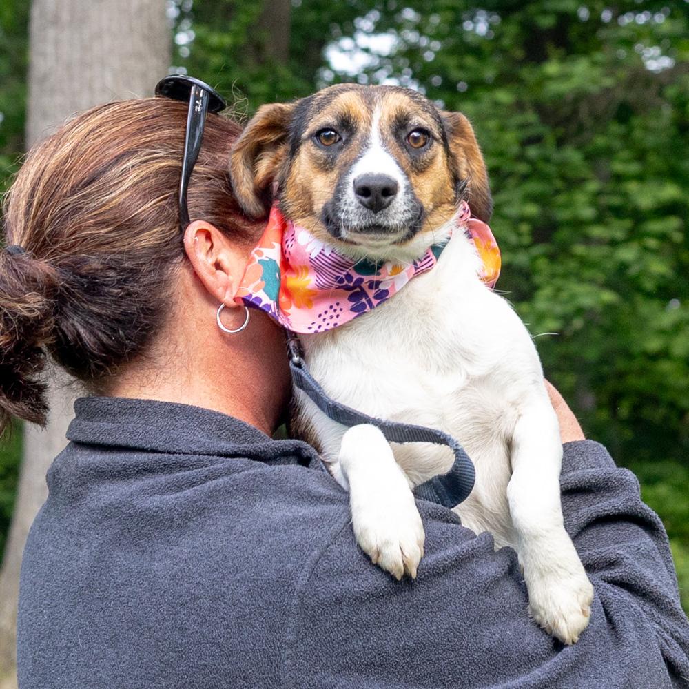 Enlarge Rosie (Female), an adopted mixed breed in West Grove, PA image 5/6