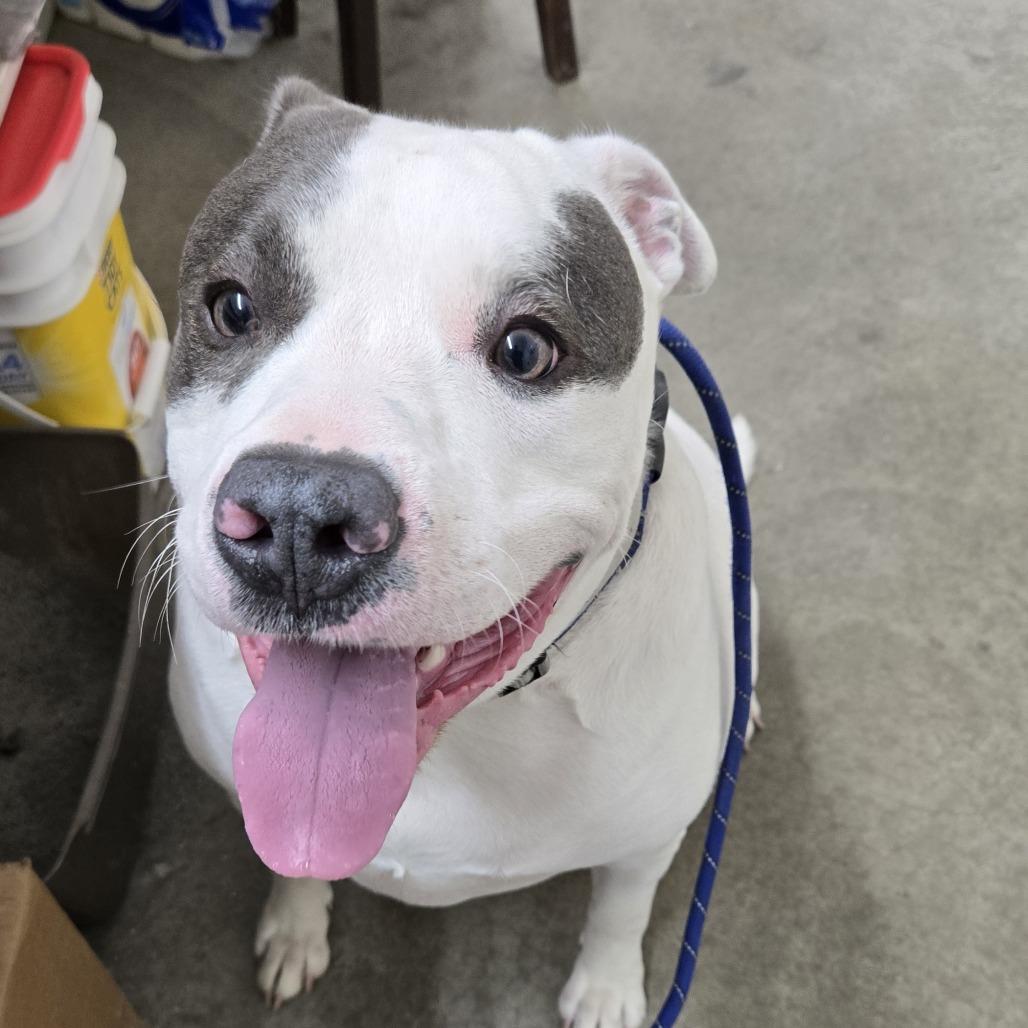 Enlarge Zeus PCFC-Stray-641, a Adoptable Staffordshire Bull Terrier in Falmouth, KY image 1/1