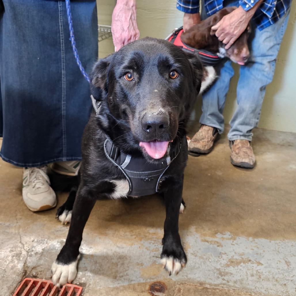 Lily Belle, Adoptable, Adult Female Husky & Black Labrador Retriever.